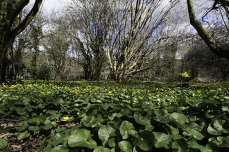 lesser celandine