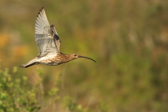 Curlew (c) Jon Hawkins Surrey Hills Photography