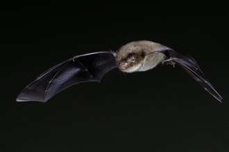 Daubentons Bat in flight