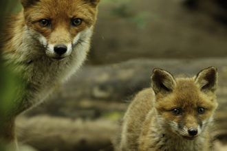 Fox and cub