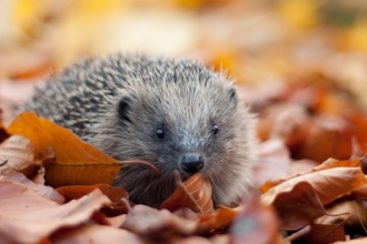 Hedgehog in leaves