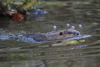 beaver kit in water