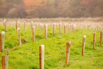 Saplings