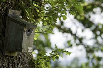 A bird box on a tree trunk