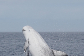 dolphin wildlife trusts