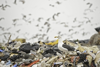 Veolia Landfill Site, Pitsea, Essex, UK/ seagull standing on rubbish heap 