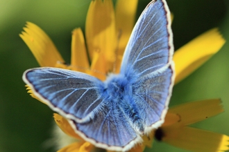 Picture of common blue butterfly on a yellow flower