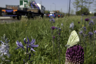 A white butterfly on a purple flower is in the forefront, a busy road with traffic is behind.