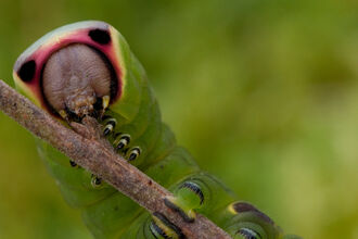 Picture of a puss moth (green,red,brown with black eyes) holding onto a branch