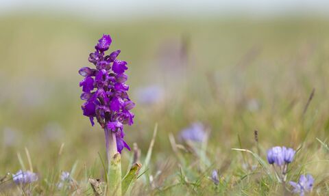 Green-winged Orchid