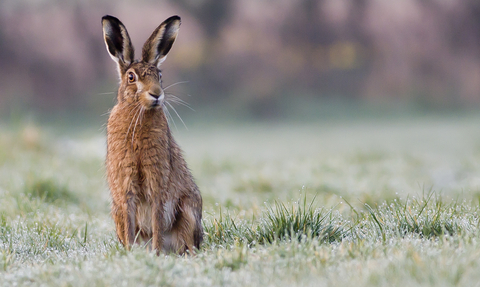 Brown Hare