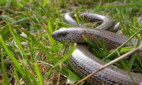 Slow-worm