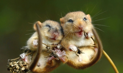 Cuddling dormice