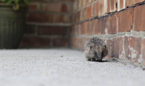 Hedgehog