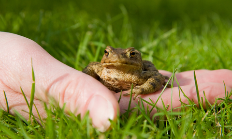 A toad sat in the palm of someone's hand in the grass