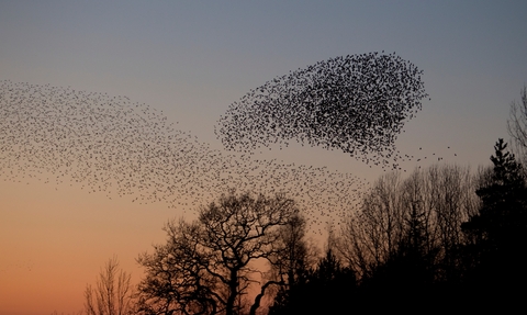 Starling murmuration