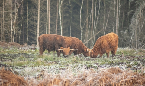 Highland cattle - Nathan Millar