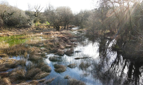 Wetland - Billy Heaney