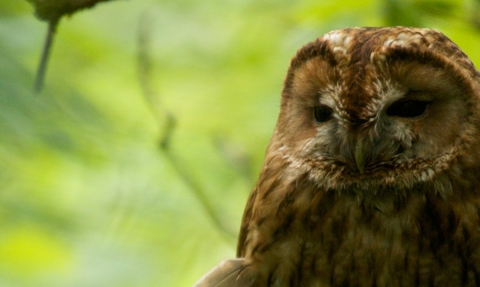 Tawny_owl_cropped