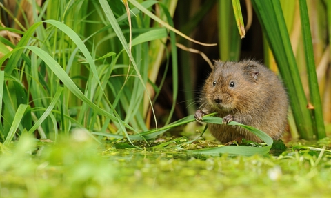 water_vole_TerryWhittaker