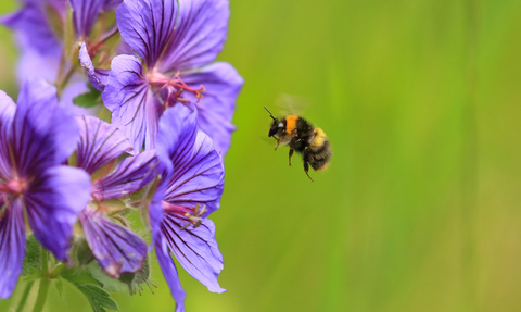 Early bumblebee