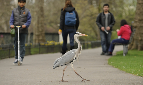 Great blue Heron in Park people in background