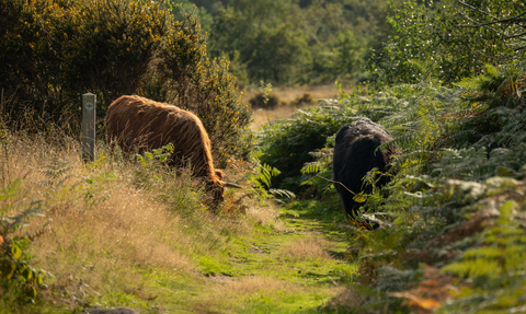 Highland cattle grazing amidst bracken