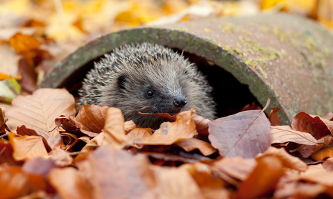 Hedgehog (c) Tom Marshall