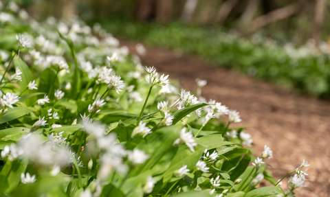 Wild garlic at Midger Woods