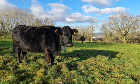 Dexter cows (C) Gloucester City Council