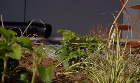 Plants in a rain garden