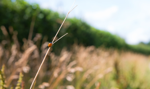 Ladybird in long grass in front of a hedgerow