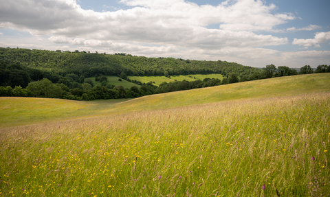 Snows Farm meadows