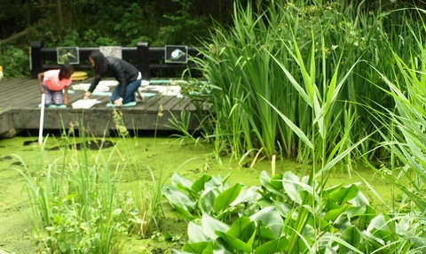 Pond dipping 