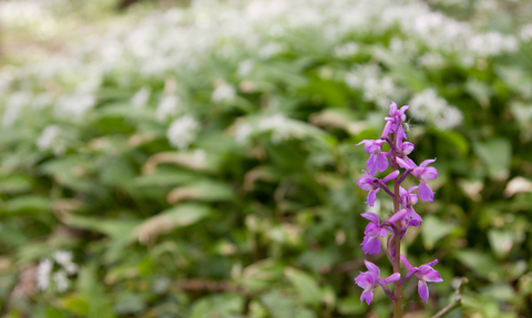 An early purple orchid amidst ramson flowers