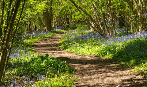 A path winding through the bluebells at Lower Woods nature reserve