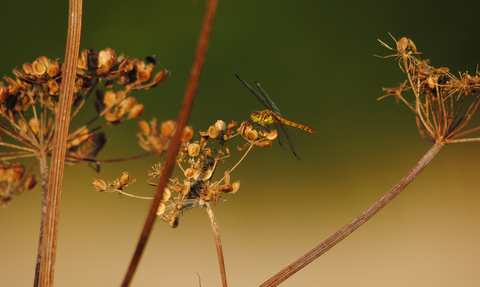 Common darter dragonfly