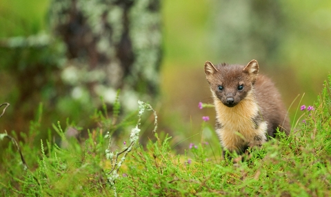 Pine marten