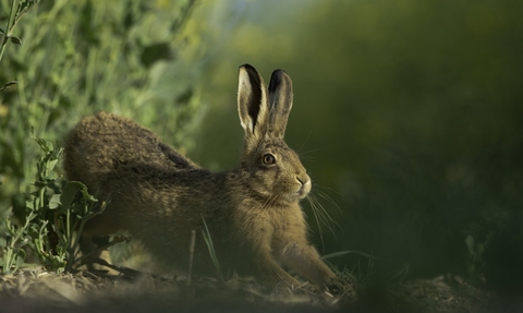 Brown hare Lepus europaeus An adult stretching on fringes of a field of rapeseed.