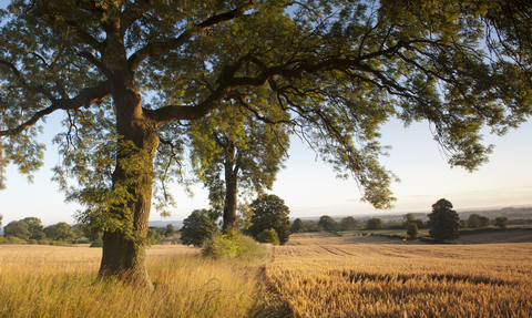 Trees lining a field