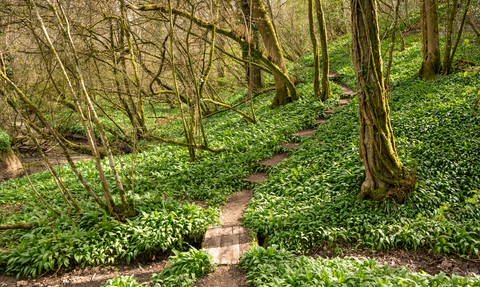 Lower Woods