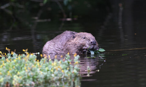 A beaver in a river with some foliage in the foreground