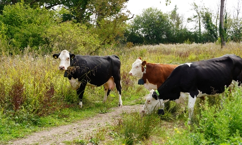 Lower Woods Grazing