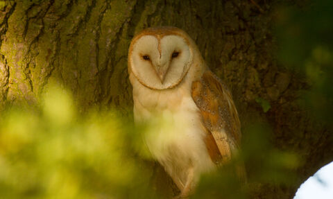barn owl in tree