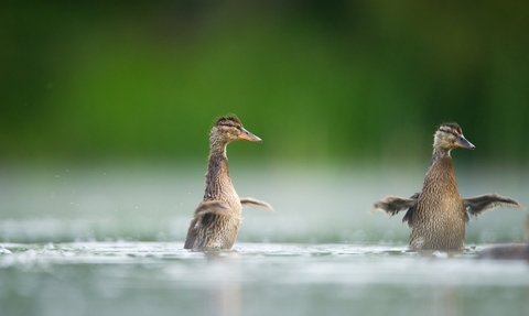 Mallard young stretching wings