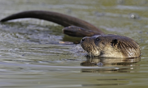 Otter