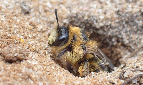 Red Mason Bee