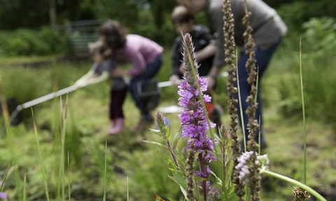 A family pond dipping in the background, pink flowers growing in the foreground.