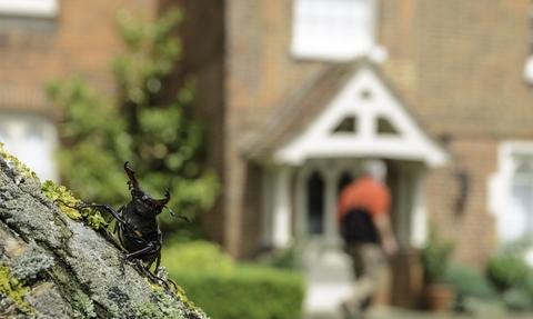 stag beetle on a log in front of a house