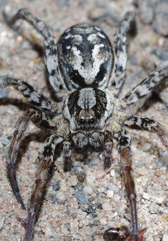 Spiders of the quantum realm… | Gloucestershire Wildlife Trust